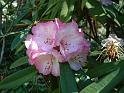 Rhodendron Pink_2